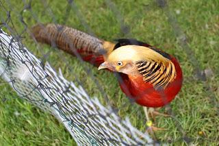 Journées des plantes de chantilly, printemps et automne 2016