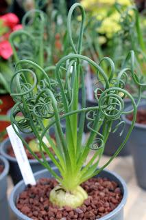 Journées des plantes de chantilly, printemps et automne 2016