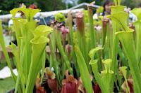 Journées des plantes de chantilly, printemps et automne 2016