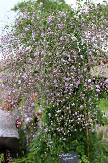 Journées des plantes de chantilly, printemps et automne 2016