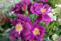 Journées des plantes de chantilly, printemps et automne 2016