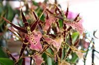 Journées des plantes de chantilly, printemps et automne 2016