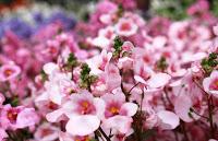Journées des plantes de chantilly, printemps et automne 2016