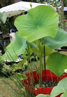 Journées des plantes de chantilly, printemps et automne 2016