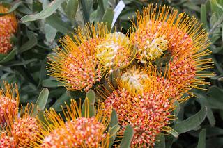 Journées des plantes de chantilly, printemps et automne 2016
