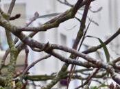 oiseaux dans ville décembre 2016