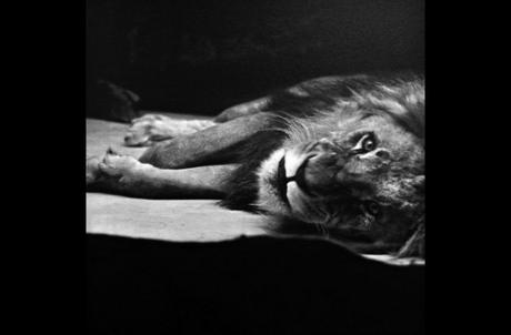 Exposition : Diana Michener, Anima, Animals