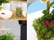 Faites pousser votre propre bouquet Saint Valentin