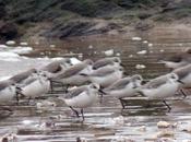 multitude zone humide