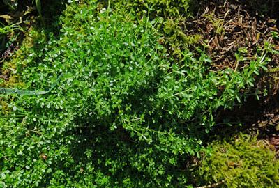 Gaillet des rochers (Galium saxatile)