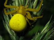 Thomise variable (Misumena vatia)