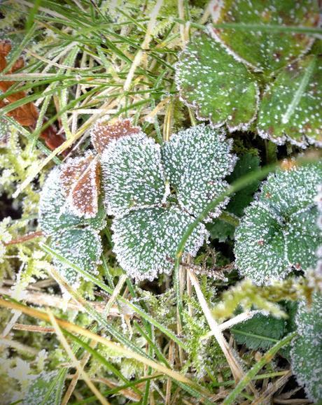 Silent sunday 26