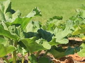 municipalités nourricières Québec