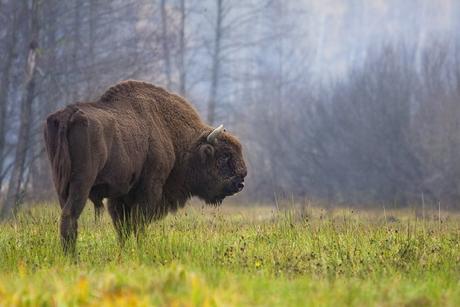 Découverte d'une nouvelle espèce de bison confirmée par l'art rupestre