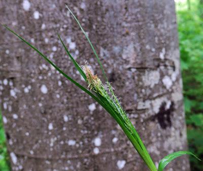 Laîche des bois (Carex sylvatica)