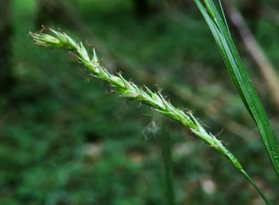 Laîche des bois (Carex sylvatica)
