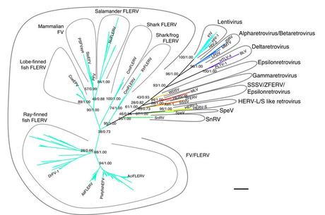 ORIGINES VIRALES: Découverte de rétrovirus vieux de 500.000 ans – Nature Communications