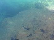 (archive) froid" composition Walter Feldmann, texte d'Anne-Marie Albiach