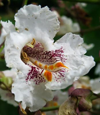 Catalpa commun (Catalpa bignonioides)