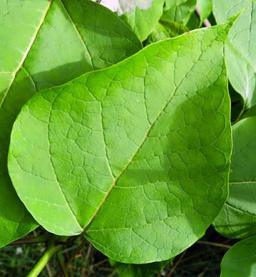 Catalpa commun (Catalpa bignonioides)