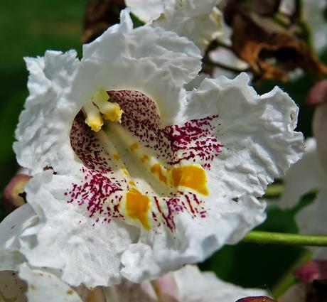 Catalpa commun (Catalpa bignonioides)