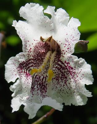 Catalpa commun (Catalpa bignonioides)