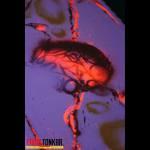 Jed Voras Custom X Emmaus pour le Art corner de Alternative Projects