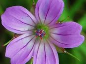 Géranium colombin (Geranium colombinum)