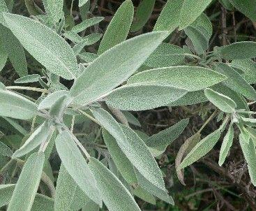 moqueplet - la sauge en phytothérapie