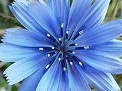 chicorée phytothérapie