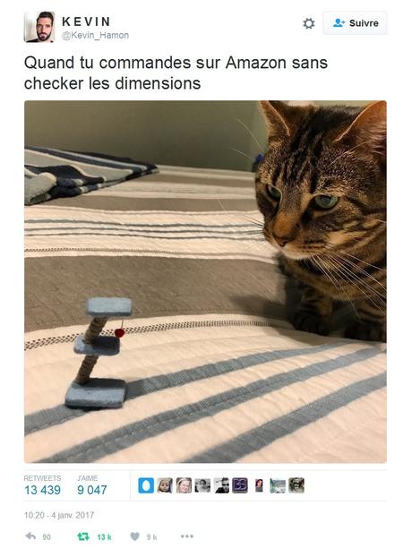 Toujours vérifier la taille quand on commande un chat sur internet