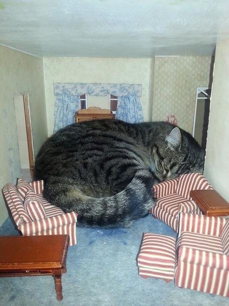 Toujours vérifier la taille quand on commande un chat sur internet