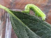 jolie chenille arpenteuse