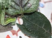 Mais chenille polyphage