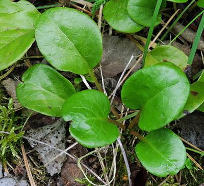 Pyrole à feuilles rondes (Pyrola rotundifolia)