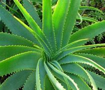Les bienfaits de l’Aloe Vera Les bienfaits de l'aloé vera et ses différentes utilisations