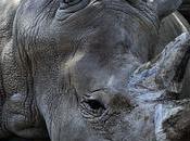 médias sociaux, toilettes rhinocéros