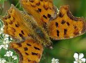 Robert diable (Polygonia c-album)