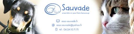 L’Association Sauvade, pour sauver les chiens et les chats abandonnés sur l’Île de La Réunion