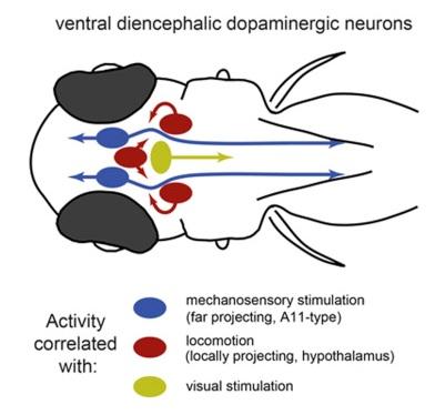 DOPAMINE : Ces stimuli sensoriels qui la régulent dans le cerveau – Current Biology