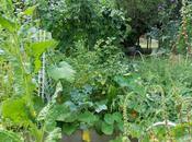 potager reflet notre civilisation