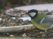 Mésange noire nonnette