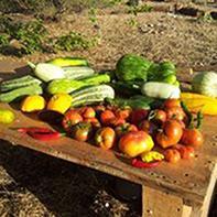 [Vidéo/Interview] Le Jardin partagé* qui cultive les Légumes et le Lien social !