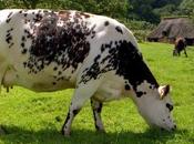 Cheese Frédéric Vardon fromages