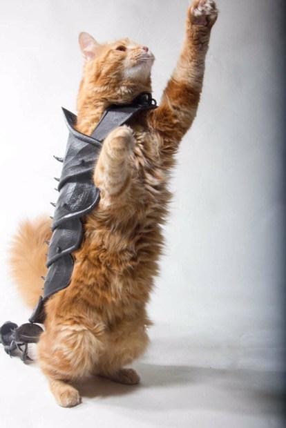 Il créée des armures incroyables et des casques pour son chat.