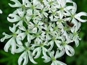Berce spondyle (Heracleum sphondylium)