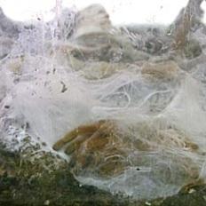 Un PANSEMENT en soie d'araignée avec antibiotique à libération prolongée  – Advanced Materials