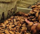 Côte d’Ivoire : libéraliser les prix pour sauver la filière cacao
