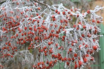 ‘Les Conseils Jardin de Françoise’ : l’Hiver au jardin !