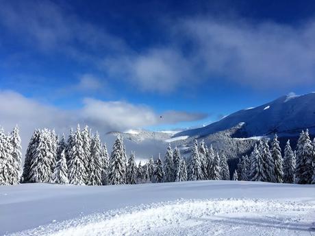 Skiez entre les sapins sur les pistes de Megève
